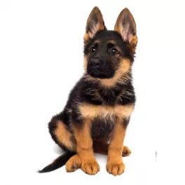 Kutya